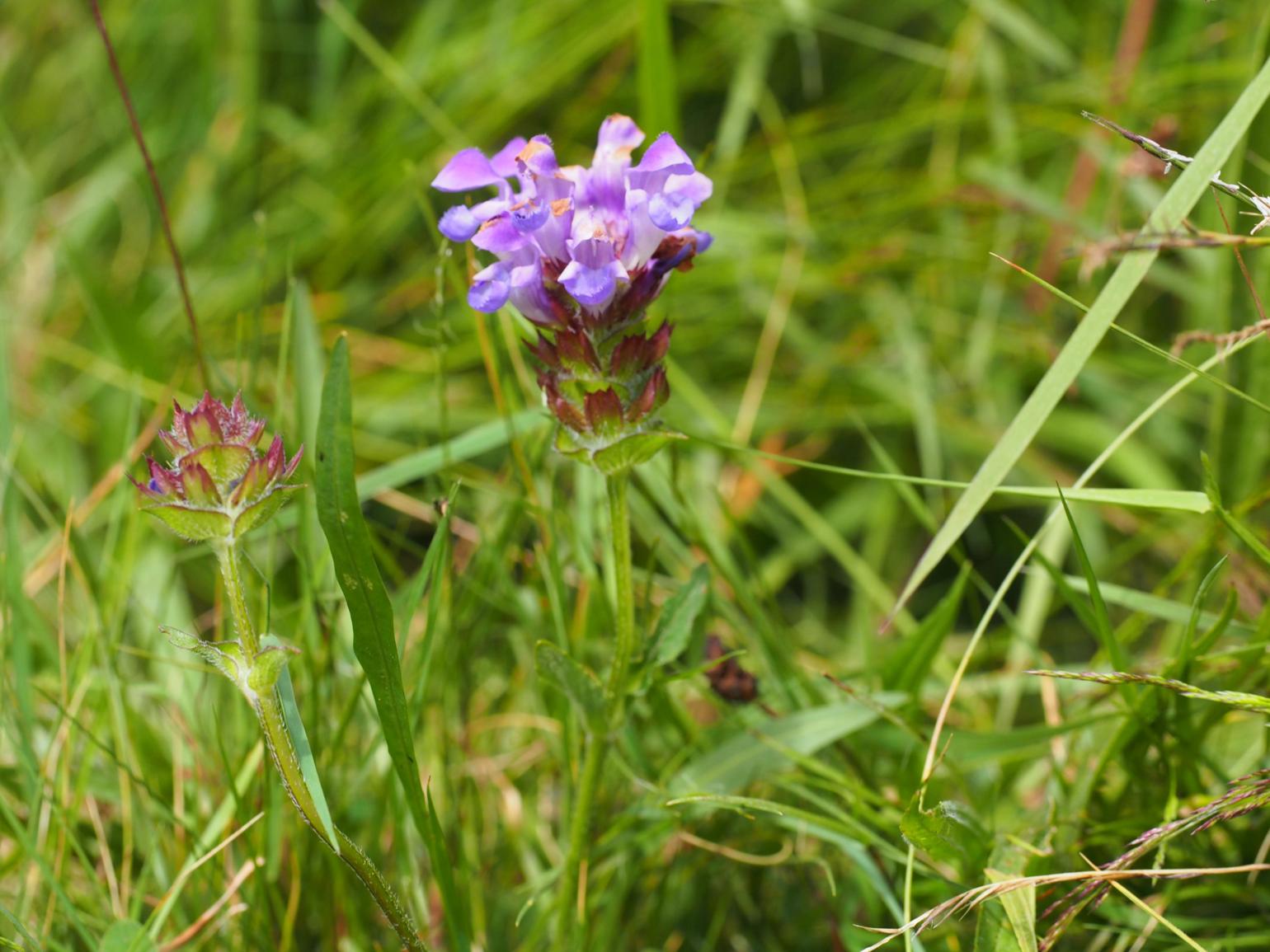 Self-Heal, Spear-leafed